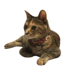 猫がいるポーセラーツ教室